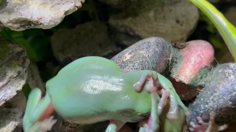 Frog Siblings Wrestle Over The Last Worm