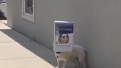 Funny Pug