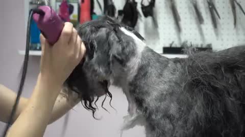 MATTED to the SKIN! Sweet 16 year old dog gets a fresh start