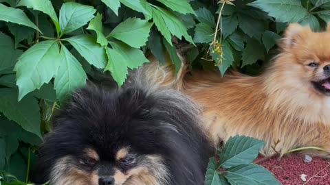 Dogs on the Leaves of a Plant