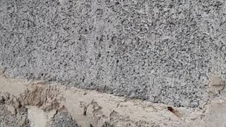 Lizard Stuck in Wall