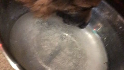 Dog attempts to drink frozen water bowl