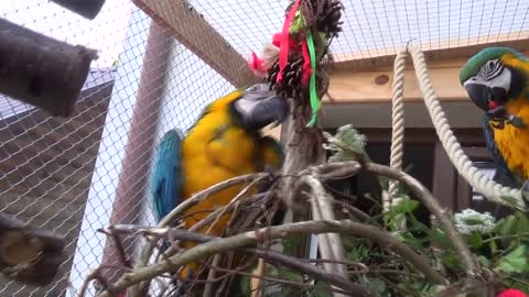 macaw " Parrot" holding the rope and playing