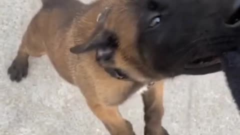 Malinois