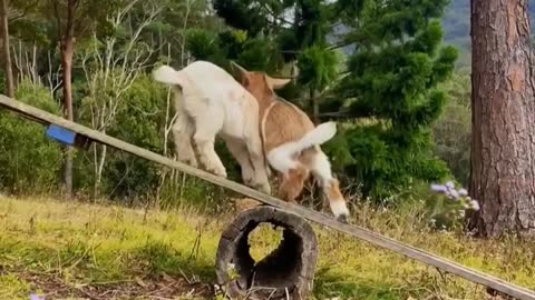 Funny goats are playing on their playground