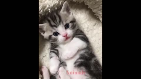 cute kittens videos