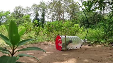 Creative Unique Quick Parrot Trap Using 5 Liters Bottle, Paper And Woods - Bird Trap Working 100%_p9