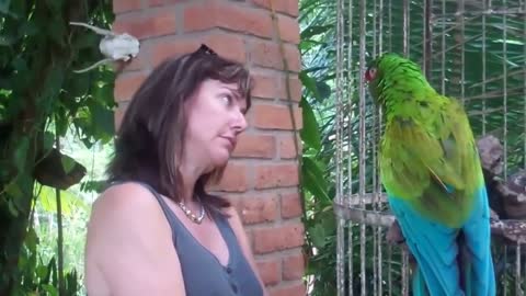 Funny, Angry Parrot Talking To Tourist 2021.
