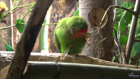 Budgies playing and eating | Beautiful Lovebird and Cockatiel At Zoo
