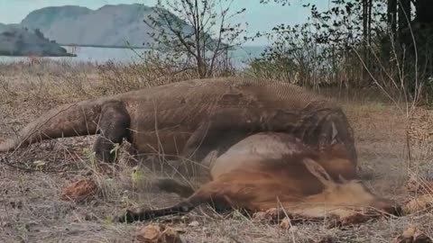 Harsh Hunt:The Komodo Dragon hunts and eats large animals.