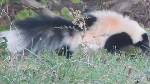 Hooded Skunk Hanging out