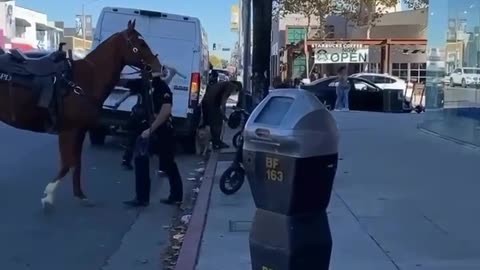 Dog off leash running around Melrose attacks an LAPD Mounted unit horse