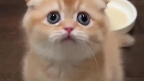spoiled kitten cute cat #catvideos #cutecat #funnycatsshort