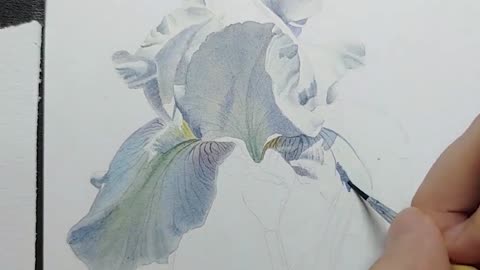 [Watercolor] White Iris in Summer Flower Story System Lesson 8