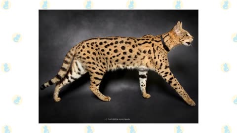 Feline Pharaohs: The Egyptian Cat Breeds