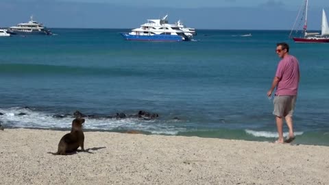 Baby sea lion takes a serious liking to tourist