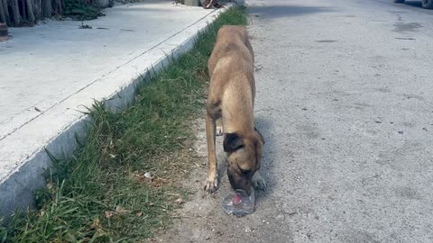 Sad Dog In Mexico Finally Gets To Drink Water