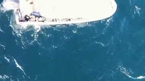 Orcas vs bull shark