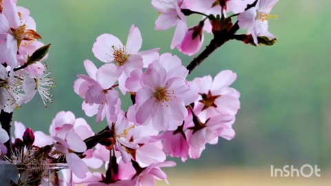 Blooming flowers in the garden