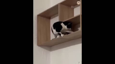 Cats funny moments 😂🤯