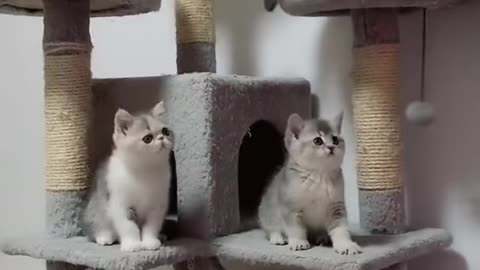 Cutest Cat Compilation Ever