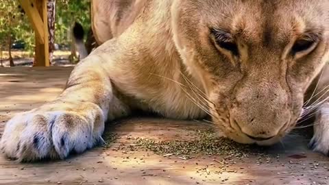 Binta rolling in catnip!