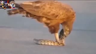 The eagle hard attack animal life survival wild life