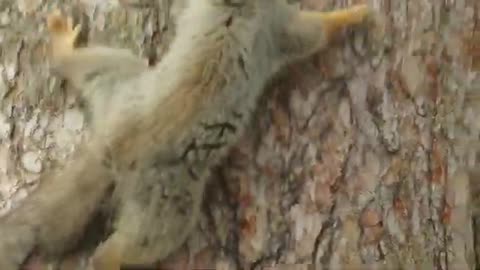 Red Squirrel activities in the pine tree (take #2)