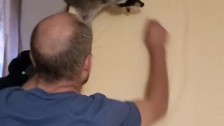 Pet Raccoon Gets the Zoomies