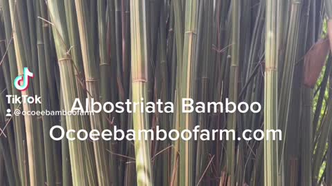 Albo Bamboo