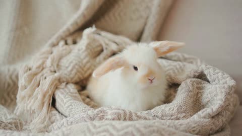 baby rabbit sleeping warm on your blanket