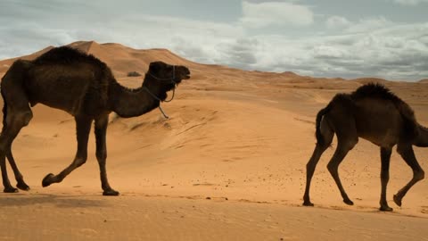 DESERT VIEW WITH CAMEL AND SOUND🎧