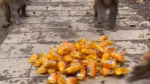 The monkeys eat orange