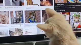 Googling with my kitten