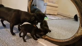 Pug puppy sees himself in the mirror