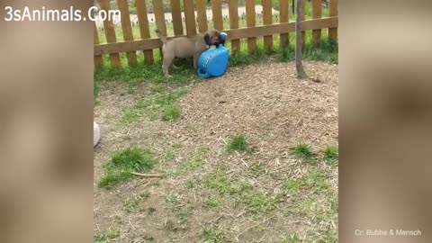 Funny and cuttest dog doing incredible things