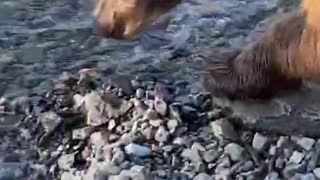 Bear Looking for Fish By Fisherman