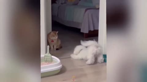 Funniest cats and dogs videos