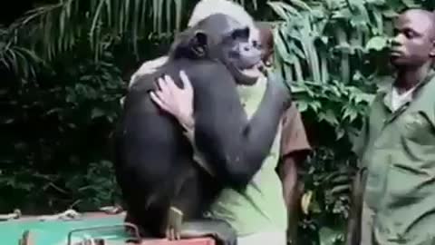 Baby Gorilla don't want to live in wild, he loves his care takers