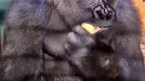 It's corn! #gorillas #love #corn #fyp #youtubeshorts #animals #shorts