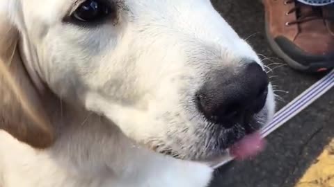 El primer cono de helado de este cachorro de Golden Retriever