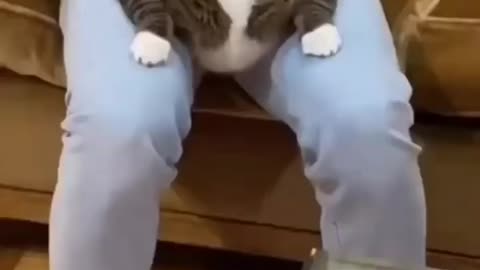 fat cat getting massage