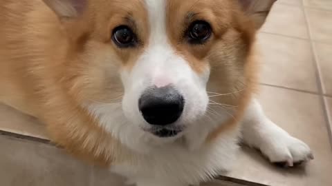 Corgis are annoyed by bad dad jokes Hammy and Olivia