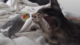Kit the cockatiel singing and talking to the cat, Henry.