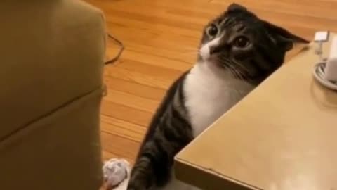 Laugh to death with cats - Very funny cats