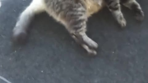 Ruckus the Cat Loves Being Vacuumed