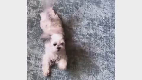 Funny animal video: dancing dog😍