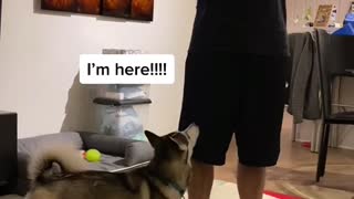 Sapphie the Pomsky Reacting to Owner Pretending She Isn't There