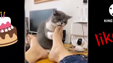 Cat Funny Video 🤣🤣🤣