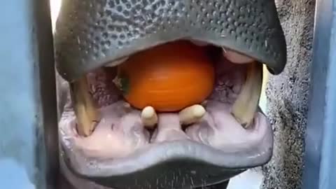 How big is the hippo's mouth